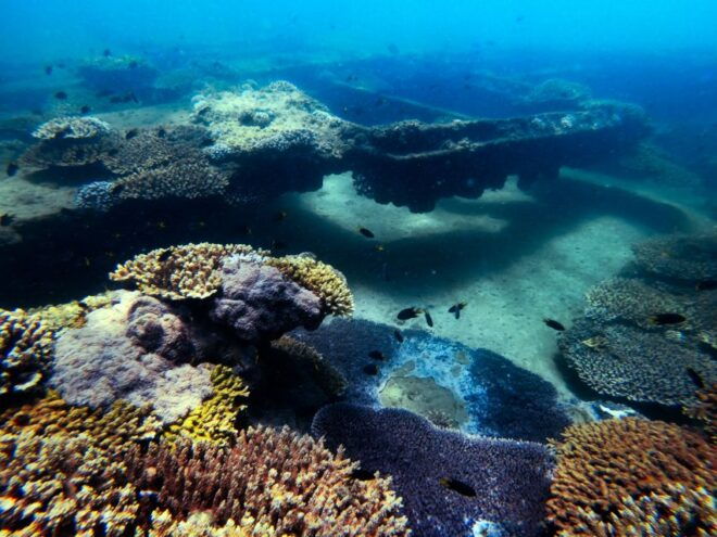 Moreton Island: Dolphin and Tangalooma Wrecks Day Cruise - Additional Information
