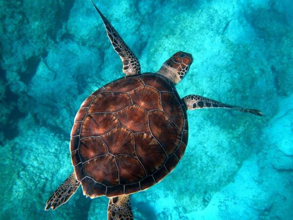Moreton Island: Dolphin and Tangalooma Wrecks Day Cruise - Gourmet Tropical Buffet Lunch