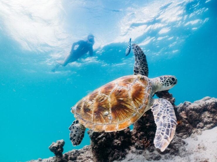 Moreton Island: Tangalooma Day Trip Marine Discovery Cruise - Activity Details
