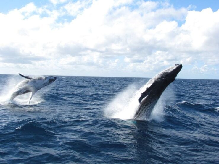 Moreton Island: Tangalooma Day Trip & Whale Watching Cruise - Tour Highlights