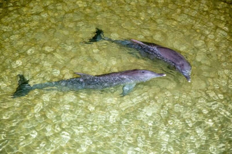 Moreton Island: Tangalooma Snorkel Tour with Helicopter Tour - Final Thoughts