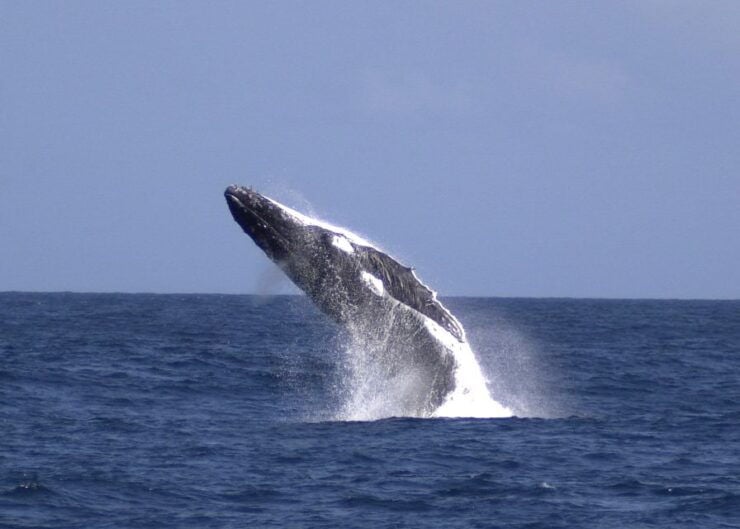 Moreton Island: Tangalooma Whale Watching & Dolphin Feeding - Experience Highlights