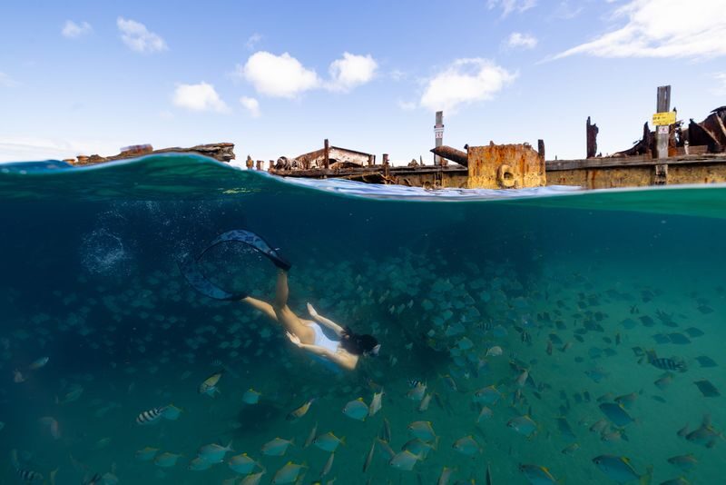 Moreton Island & Tangalooma Wrecks Snorkel Cruise - Searching for dolphins, dugongs and turtles