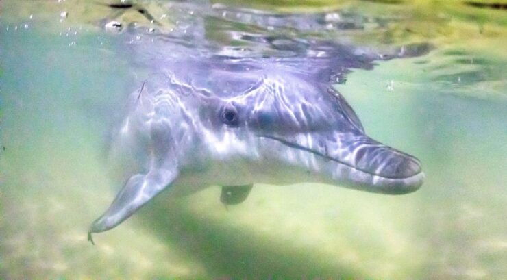 Moreton Island: Wreck Snorkeling & Dolphin Feeding Day Trip - Overview of Moreton Island Day Trip