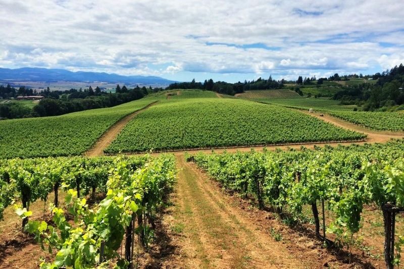 Mornag Half-Day Wine Tasting Tour from Tunis - Key points to know before you go