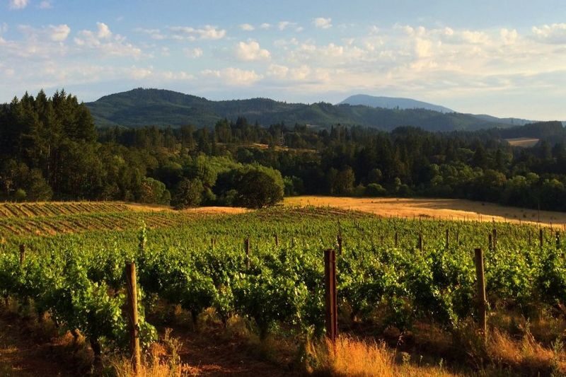 Mornag Half-Day Wine Tasting Tour from Tunis - A short trip from Tunis, with wine as the main event