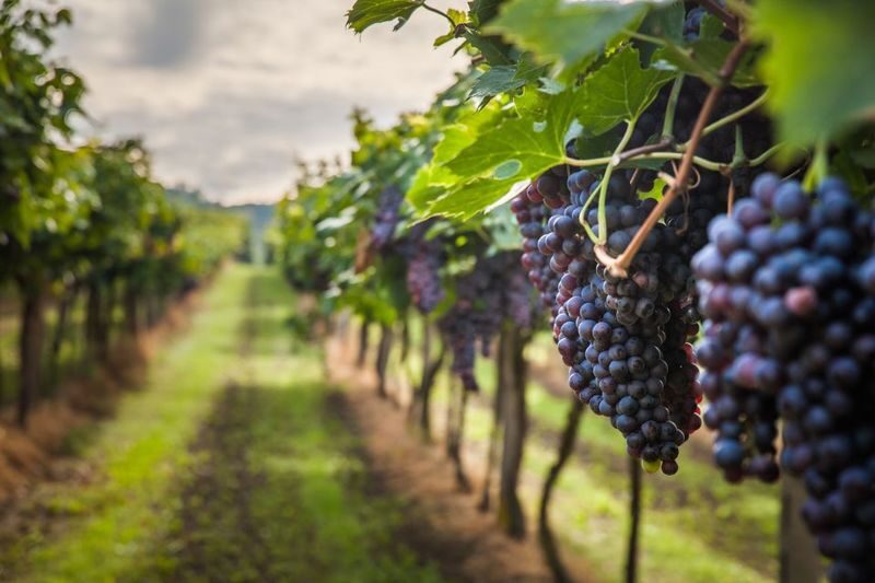Mornag Half-Day Wine Tasting Tour from Tunis - The scenery adds breathing room