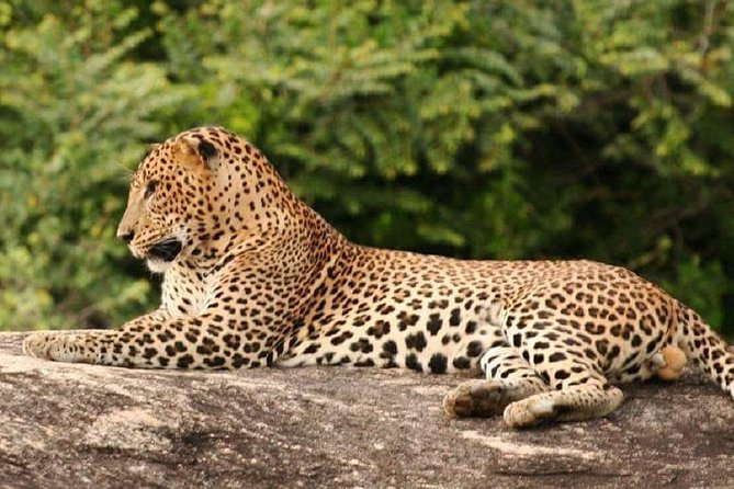Morning 07 Hour Private Safari at Yala National Park by Yala La Safari Tours - Traveler Photos and Experiences