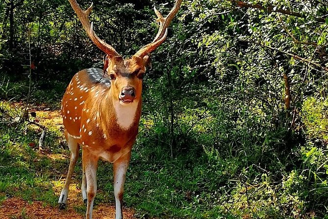 Morning 07 Hour Private Safari at Yala National Park by Yala La Safari Tours - Common Questions