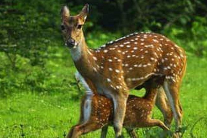 Morning 07 Hour Private Safari at Yala National Park by Yala La Safari Tours - The Sum Up
