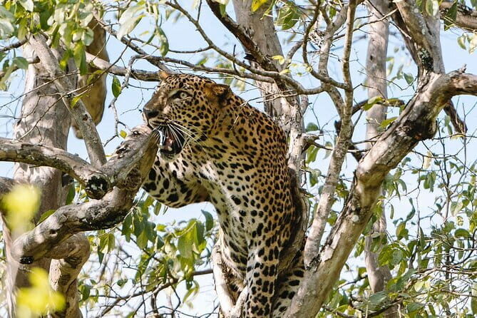 Morning 07 Hour Shared Safari at Yala National Park by Yala La Safari Tours - Final Thoughts