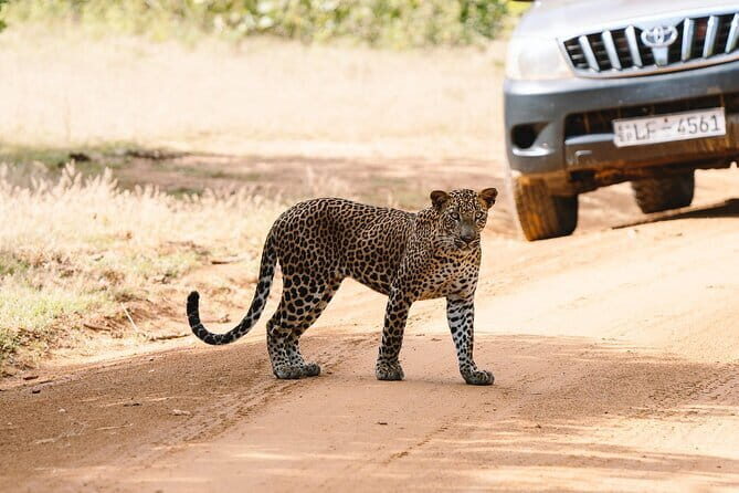 Morning 07 Hour Shared Safari at Yala National Park by Yala La Safari Tours - Why This Tour Offers Great Value