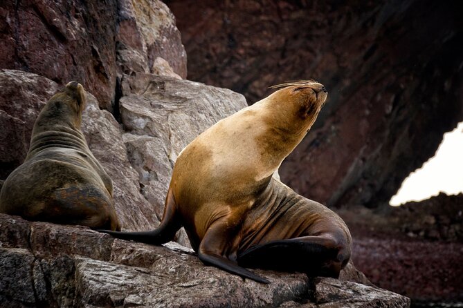 Morning: Ballestas Island Tour From Paracas With Entrances - Pricing and Terms