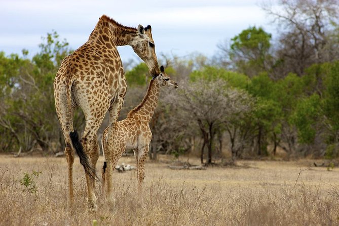 Morning Big 5 Game Safari in Kruger National Park From Hazyview - Overview and Experience