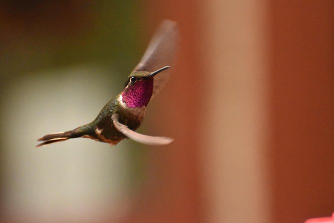 Morning Birdwatching Experience - Tips for a Successful Birdwatching Experience