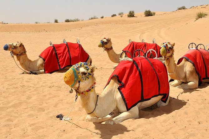 Morning Camel Trekking Safari Dubai ( With Refreshment ) - Hassle-Free Logistics and Arrangements