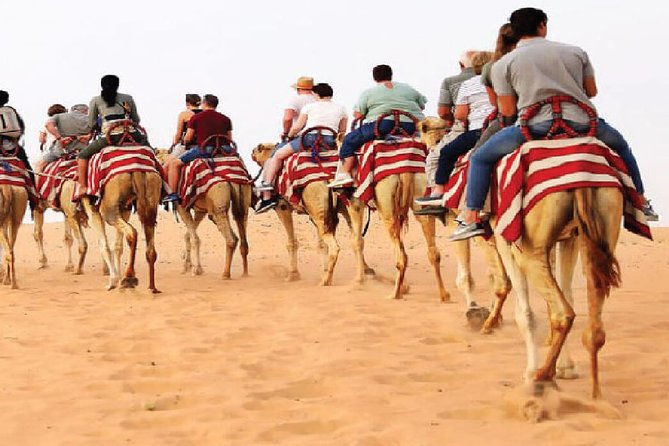 Morning Camel Trekking Safari Dubai ( With Refreshment ) - Trekking in the Protected Dubai Desert Conservation Reserve