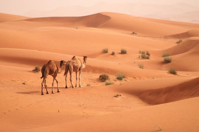 Morning Camel Trekking Safari From Dubai - Prebooking and Round-Trip Transfers