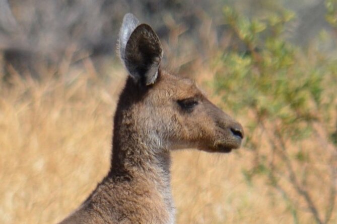 Morning Cruise on the Murchison River in Kalbarri (April to Nov) - Booking and Cancellation Policies
