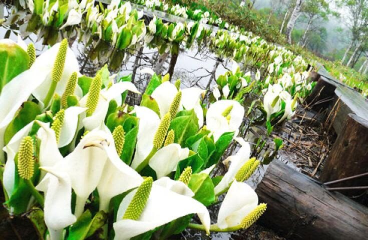 Morning departure-Shinjuku day trip: <Hatotoge Pass> A day trip to the distant "Oze" where wild flowers bloom - Walking the boardwalk from Hatotoge Pass