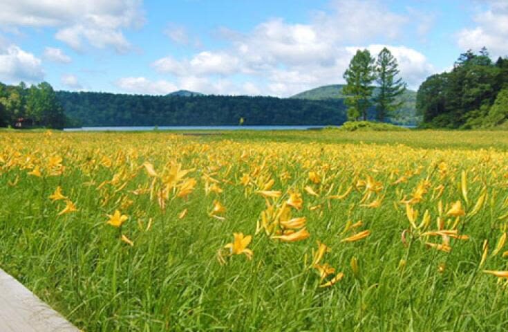 Morning departure-Shinjuku day trip: <Hatotoge Pass> A day trip to the distant "Oze" where wild flowers bloom - Six hours in the park, but a full day on the clock