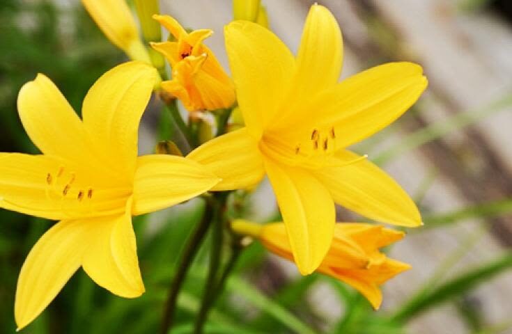 Morning departure-Shinjuku day trip: <Hatotoge Pass> A day trip to the distant "Oze" where wild flowers bloom - Should you book it?