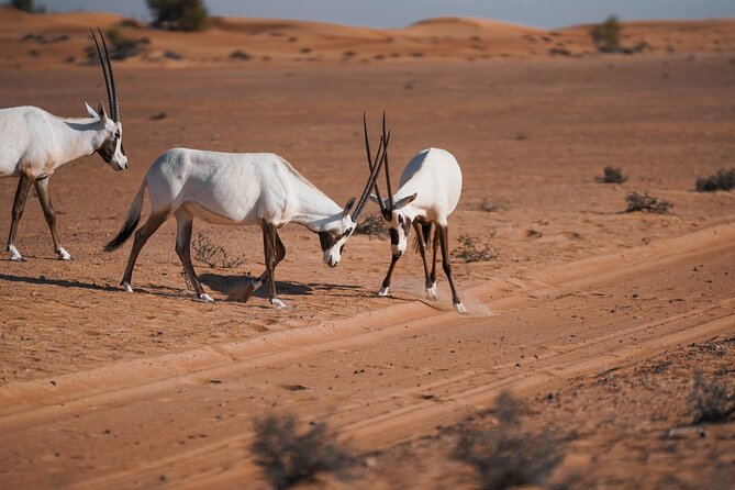 Morning Desert Adventure - Shared Vehicle - Wildlife Sightings of Arabian Oryx and Gazelle