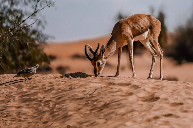 Morning Desert Adventure - Shared Vehicle - Cancellation Policy and Weather Considerations