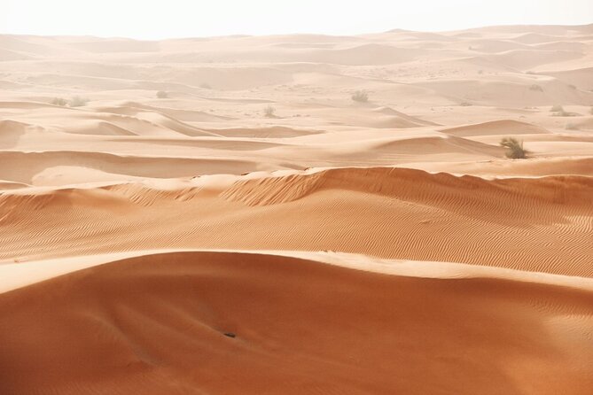 Morning Desert Safari Tour From Jeddah - Frequently Asked Questions