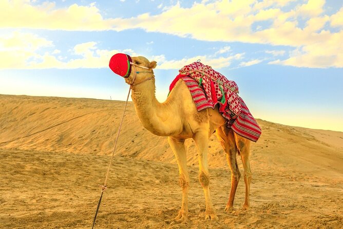 Morning Desert Safari With Camel Ride and Sandboarding in Dubai - The Sum Up