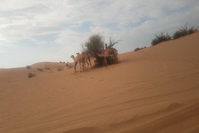 Morning Desert Safari With Camel Ride Combo - Additional Information