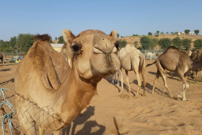 Morning Desert Safari With Camel Rides, Sand Boards and Dune Bashing - What to Expect on a Morning Desert Safari