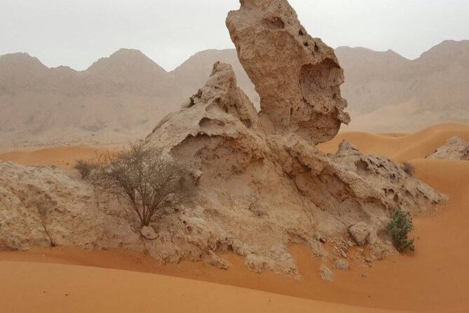 Morning Desert Safari With Honey Bee Tour - Booking Details
