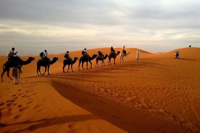 Morning Dubai Desert Dune Bashing and Camel Ride - Customer Reviews