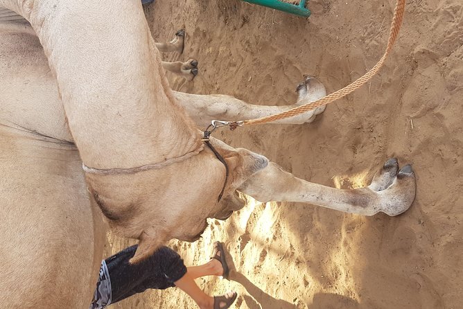 Morning Dune Drive Camel Ride Sand Ski Quid Bike - Customer Support