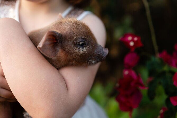 Morning Farm Experience near Gympie & Noosa - A Closer Look at the Morning Farm Experience
