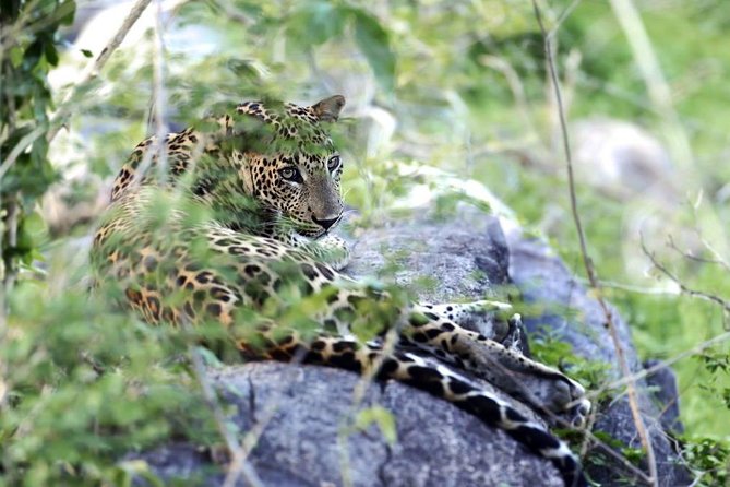 Morning Game Drive in Yala National Park - Good To Know