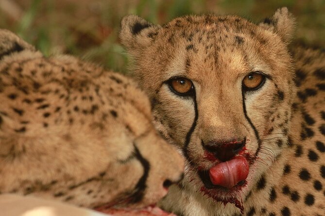 Morning Game Drive Safari Near Hoedspruit - Additional Information