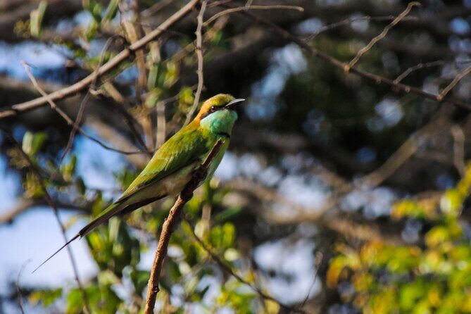 Morning Half-Day 7Hrs Safari Yala National Park - The Experience Provider: Nimsara Yala Safari