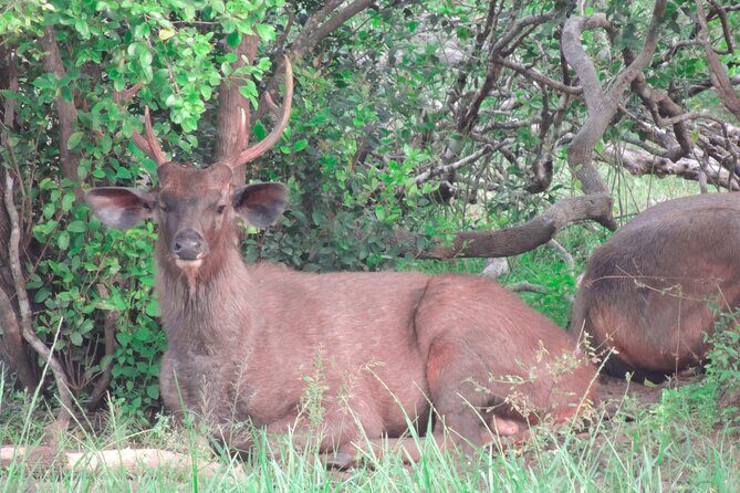 Morning Half-Day 7Hrs Safari Yala National Park - Who is This Safari Best For?