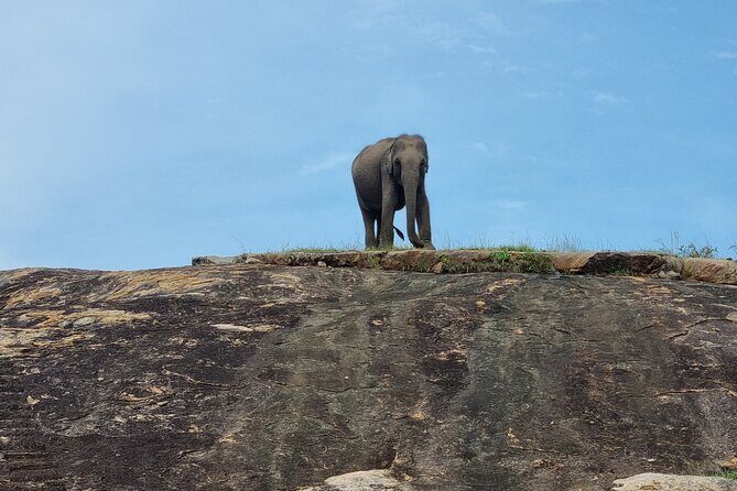 Morning Half-Day 7Hrs Safari Yala National Park - Good To Know