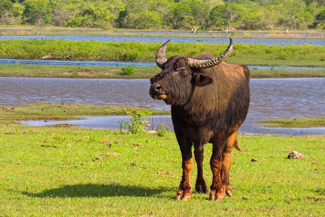 Morning Half-Day 7Hrs Safari Yala National Park - Who Will Love This Safari?
