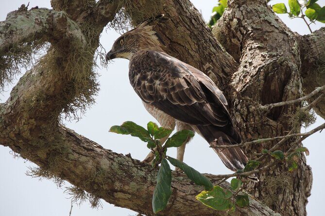 Morning Half-Day 7Hrs Safari Yala National Park - FAQs