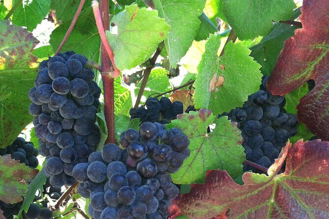 Morning Half Day Carmel Valley Wine Tasting Tour - Who Will Love This Tour?