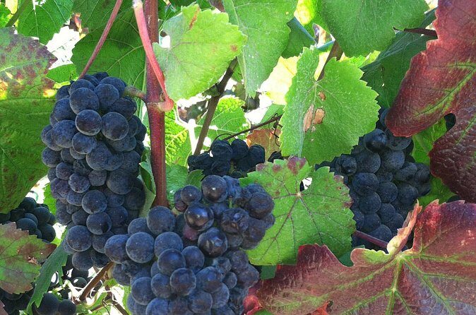 Morning Half Day Carmel Valley Wine Tasting Tour - FAQ