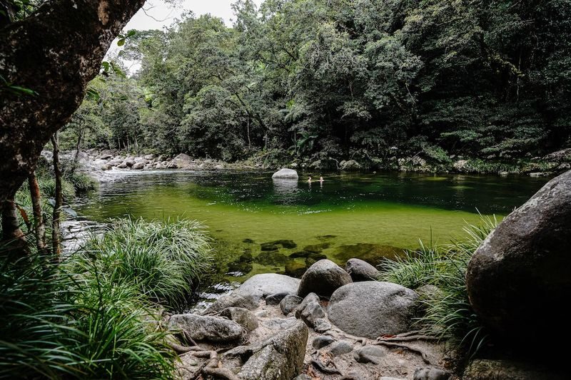 Morning Half-Day Daintree Rainforest Tour - Mossman Gorge, on foot and in the water