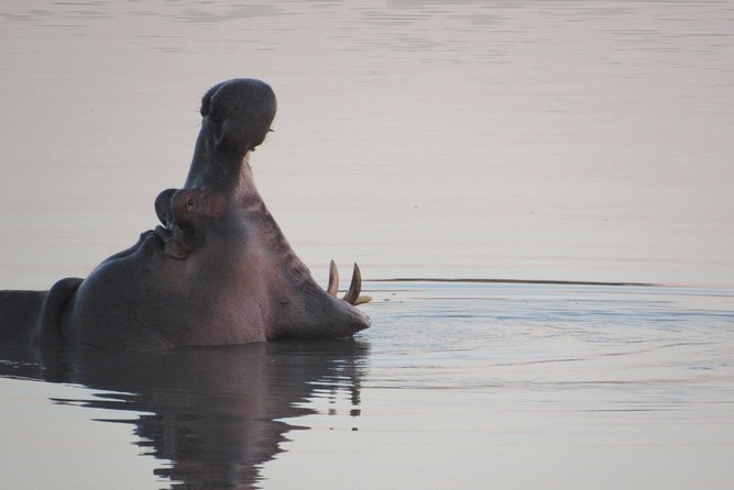 Morning Kruger National Park Safari - Guided Commentary