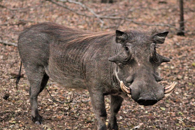 Morning Kruger National Park Safari - Traveler Reviews