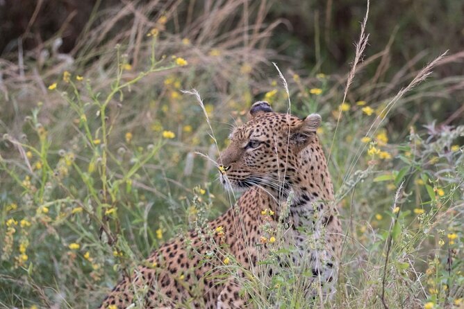 Morning or Afternoon Game Drive in Zambezi National Park Victoria Falls - Park Fees and Pickup Points