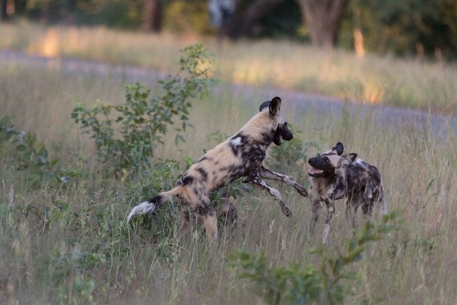 Morning or Afternoon Game Drive in Zambezi National Park Victoria Falls - Operator and Price Details